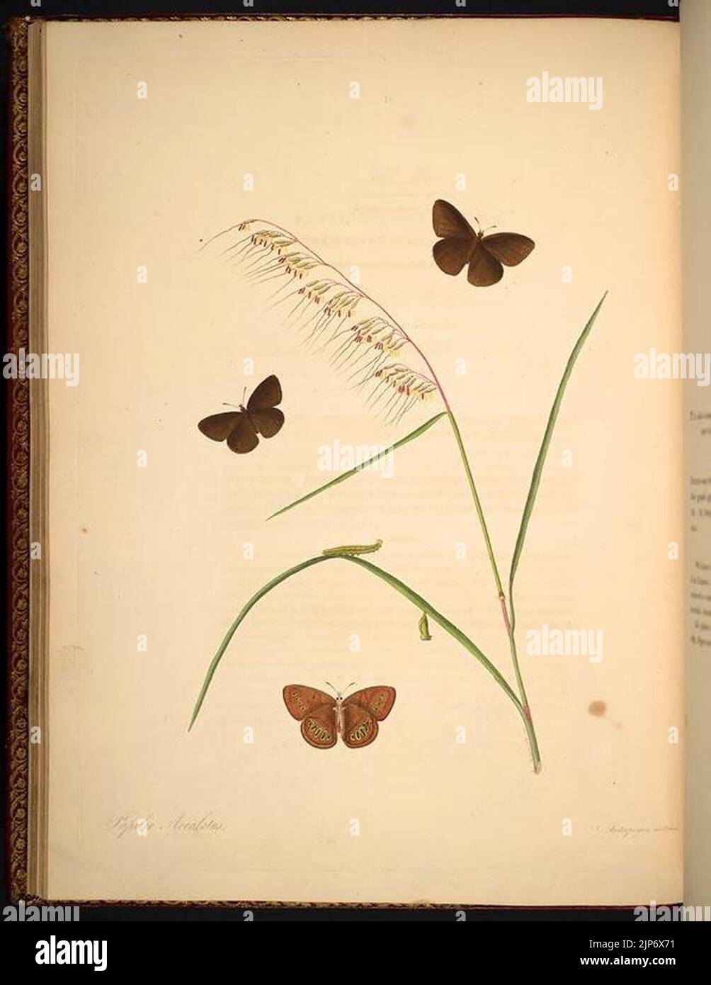 The natural history of the rarer lepidopterous insects of Georgia (Tab ...