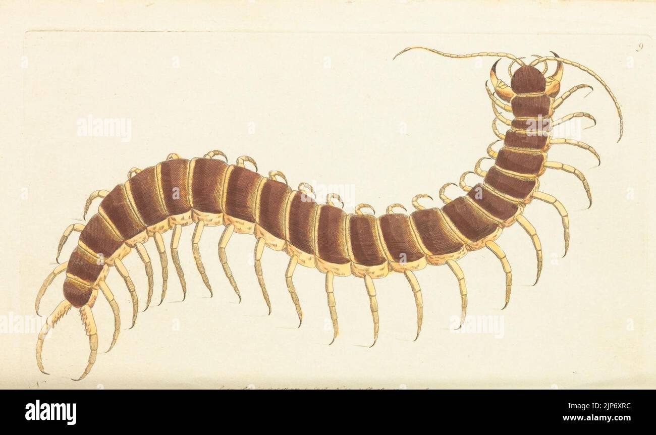 The Naturalist's Miscellany Vol.1 Centipede Stock Photo