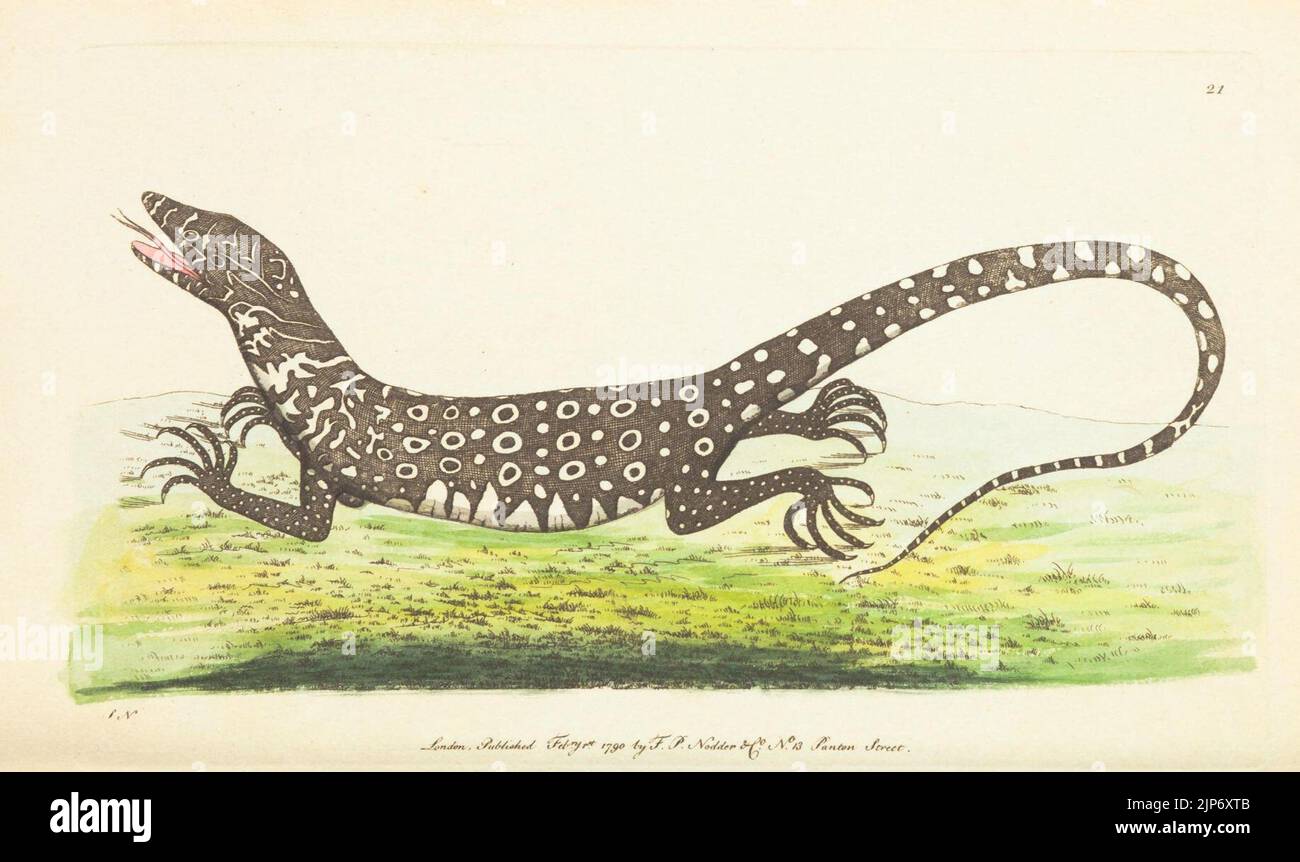 The Naturalist's Miscellany Vol.1 Monitory Lizard Stock Photo