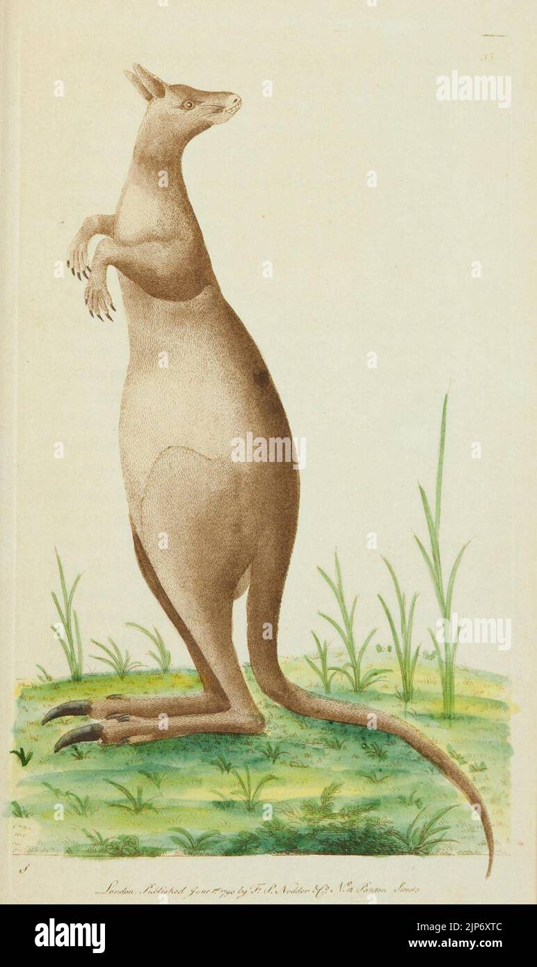 The Naturalist's Miscellany Vol.1 Great Kanguroo Stock Photo