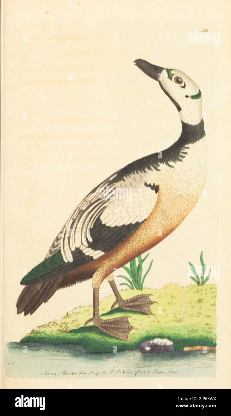 The Naturalist's Miscellany Vol.1 Western Duck Stock Photo