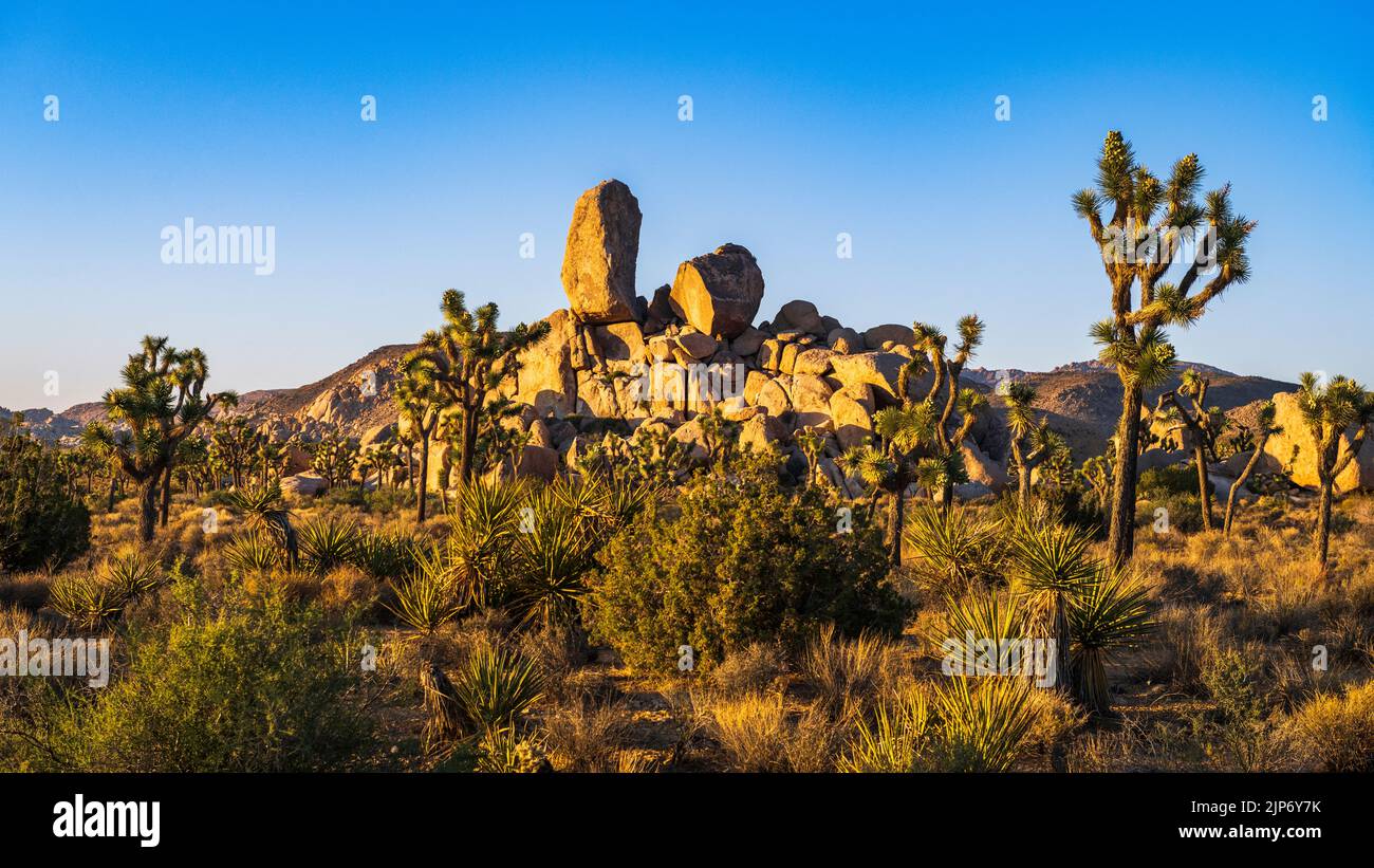 Headstone Rock and Joshua Trees, Joshua Tree National Park, California ...
