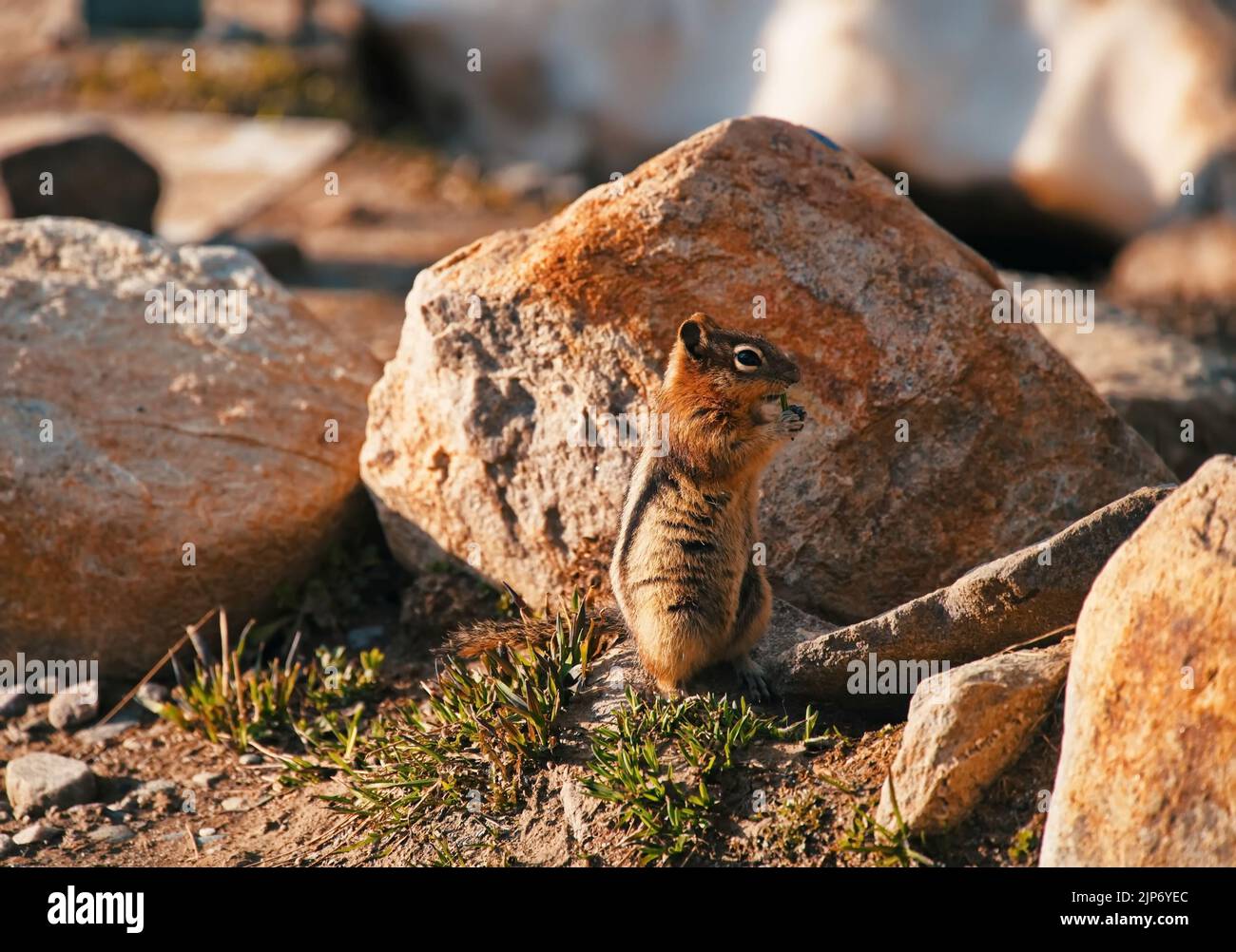 Chipmunk among rocks in the mountain Stock Photo - Alamy