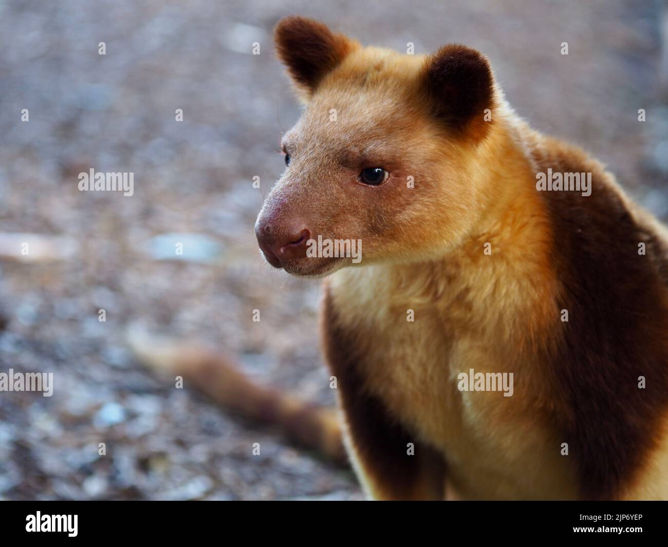 A closeup portrait of a exquisite handsome male Goodfellow's Tree-Kangaroo in exotic beauty. Stock Photo
