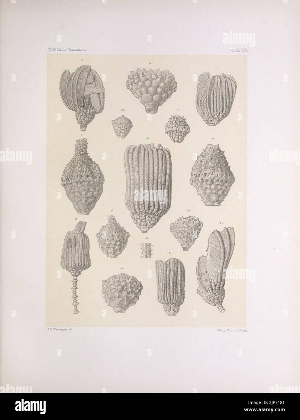 The North American Crinoidea camerata (PLATE LVII) (7401859170) Stock Photo