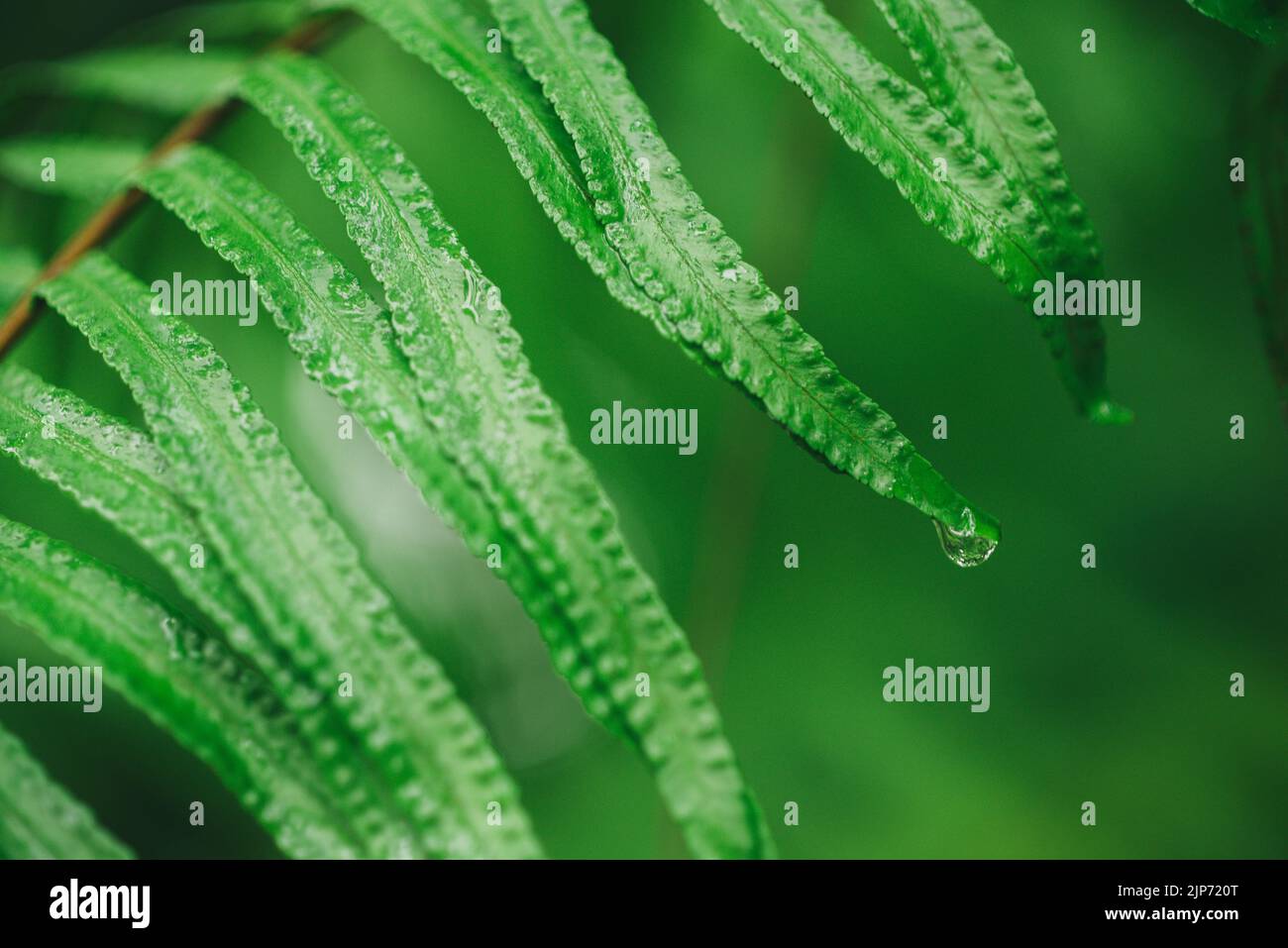 Close up green fern leaves vine green background Stock Photo