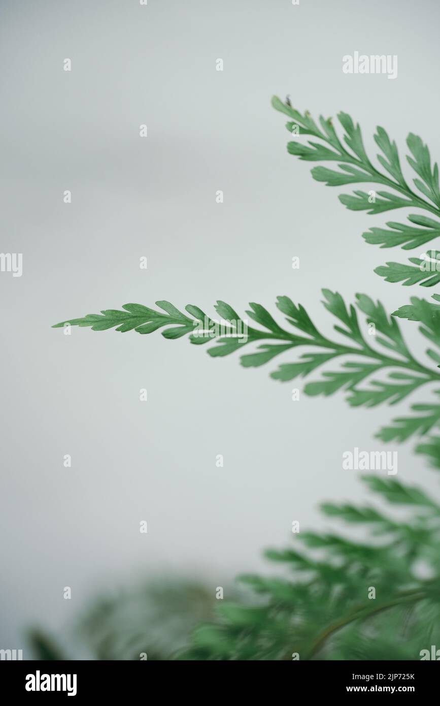 Close up green fern leaves with blur white wall background Stock Photo
