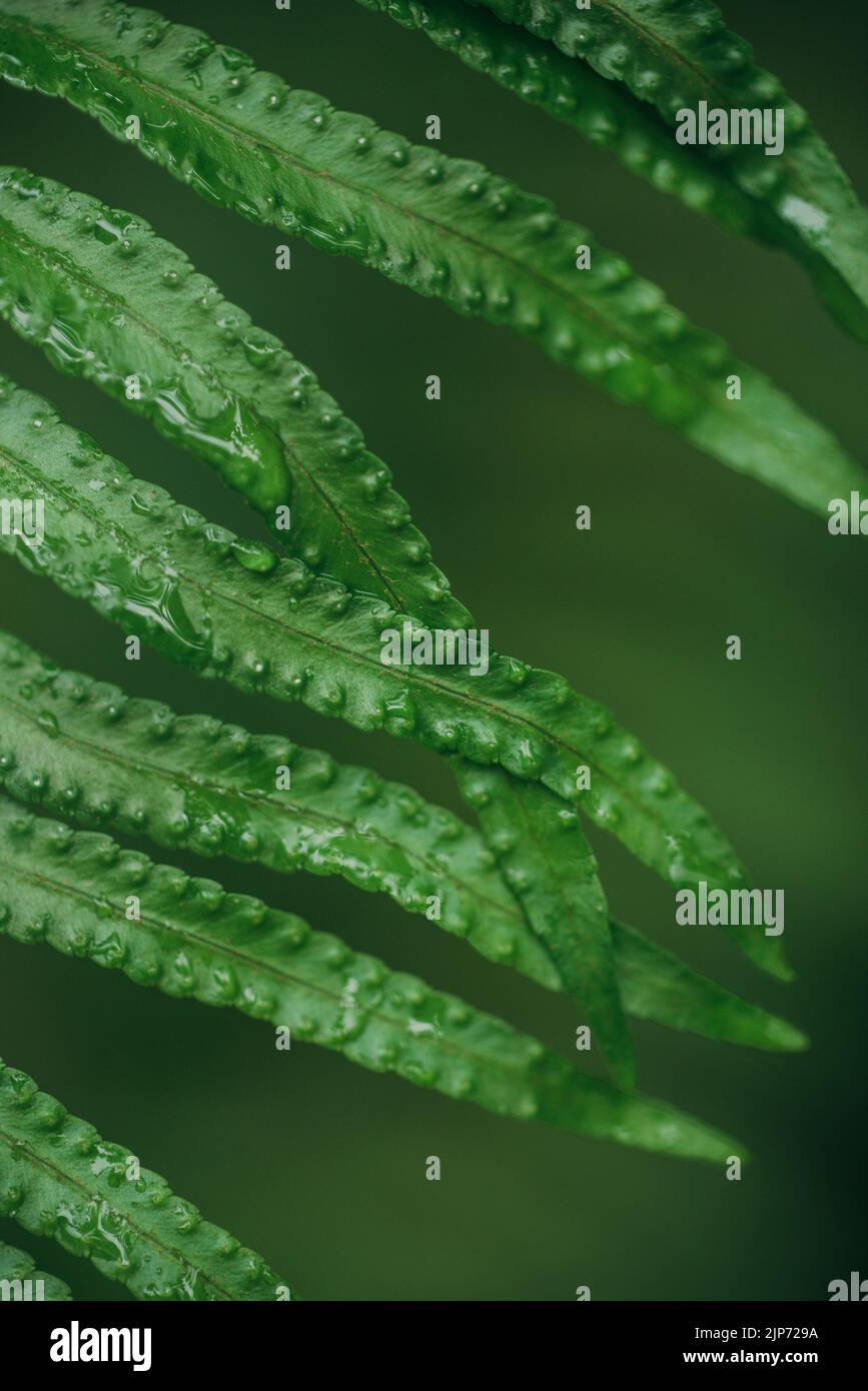 Close up green fern leaves vine green background Stock Photo