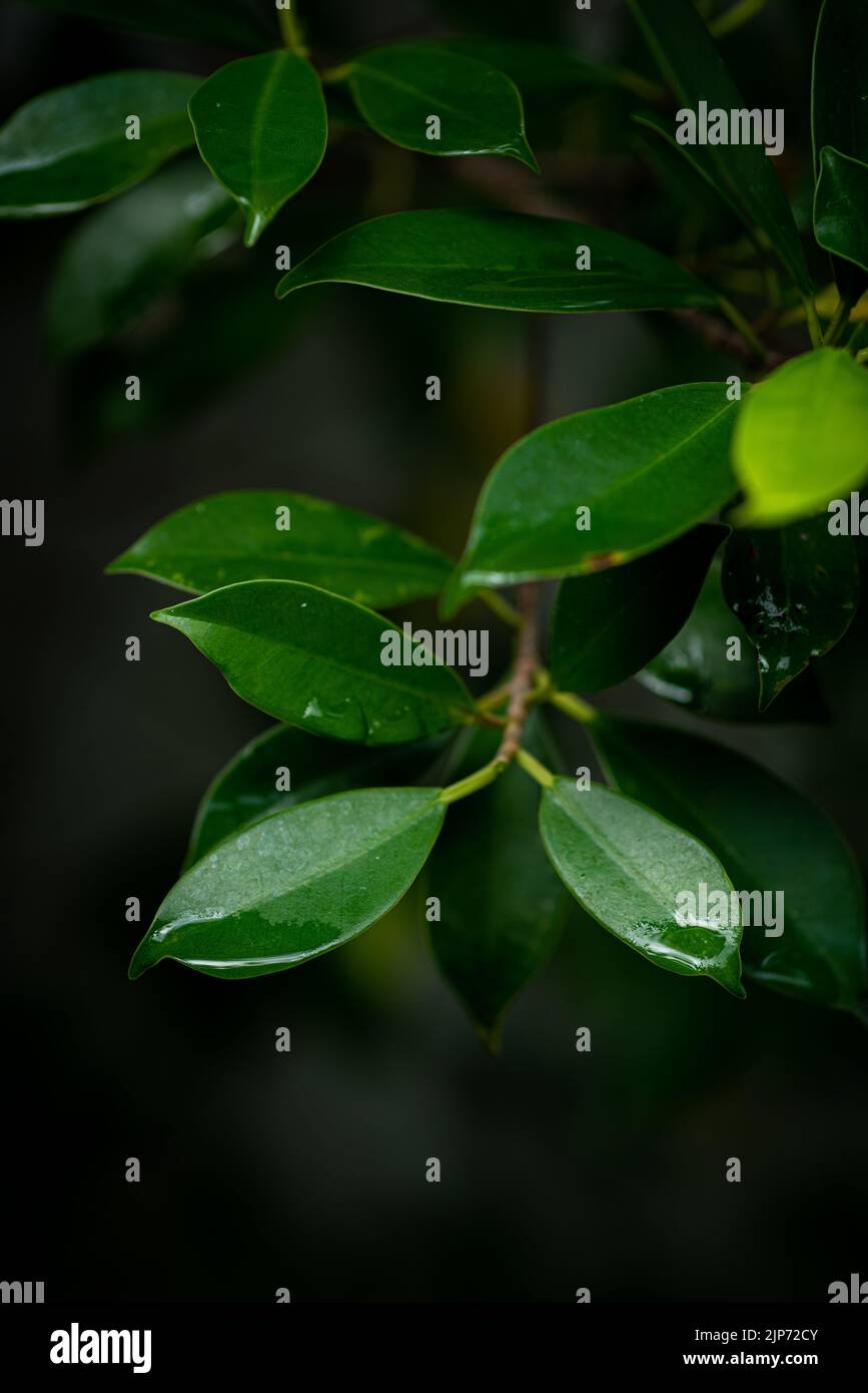 Ficus annulata green leaves lush close up Stock Photo