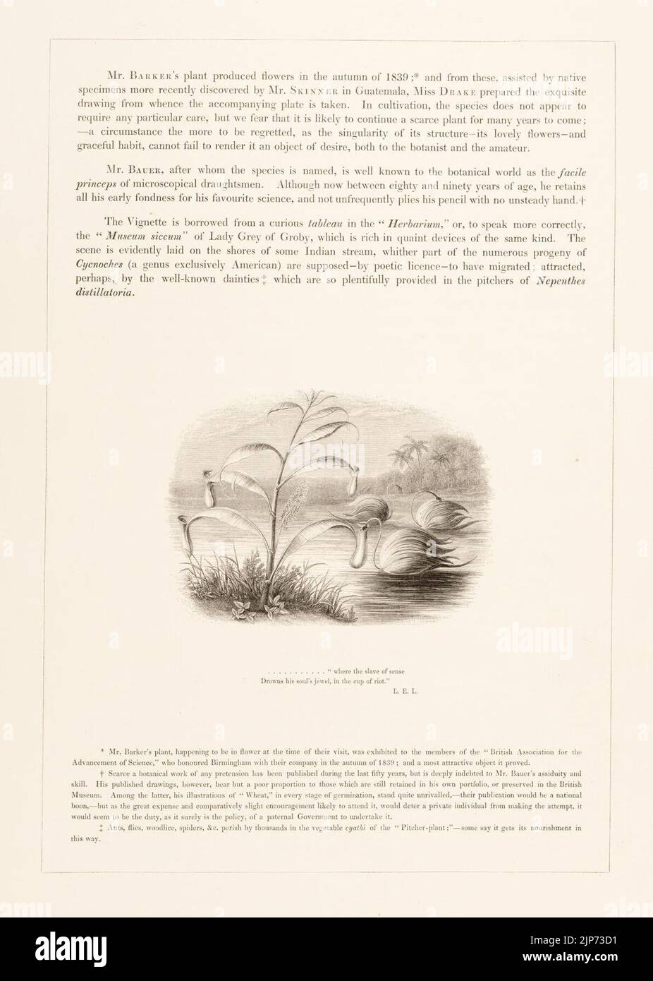 The Orchidaceae of Mexico and Guatemala Stock Photo Alamy