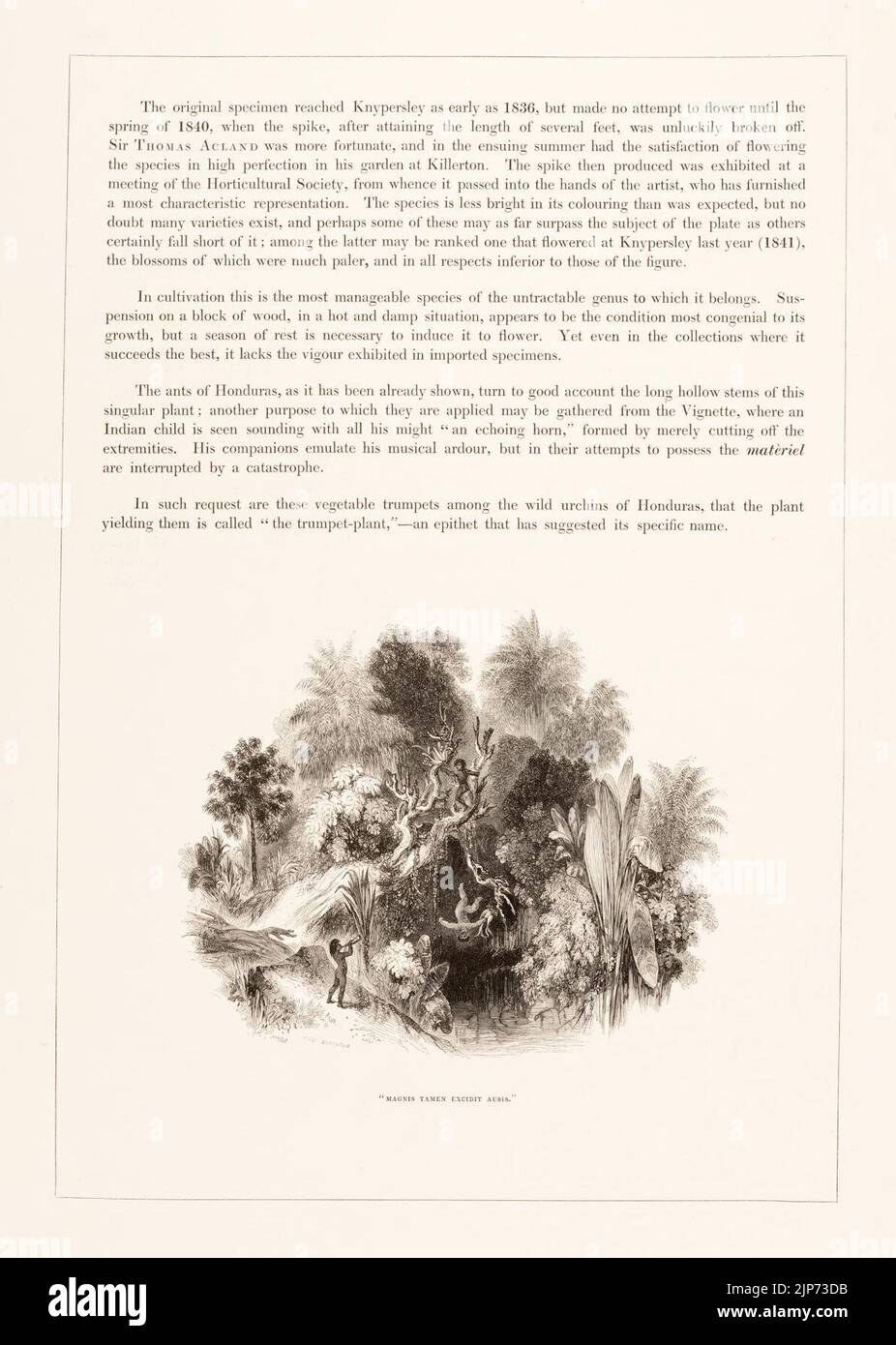 The Orchidaceae of Mexico and Guatemala Stock Photo Alamy