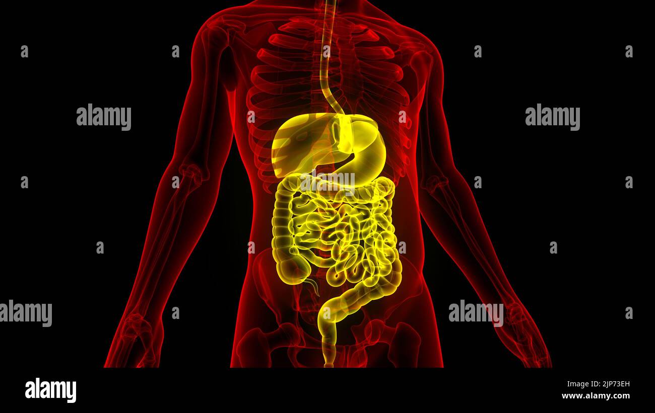 Human Digestive System Anatomy Stock Photo - Alamy