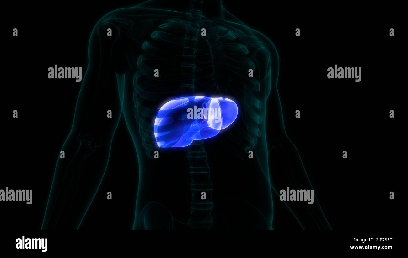 Human Internal Digestive Organ Liver Anatomy Stock Photo - Alamy