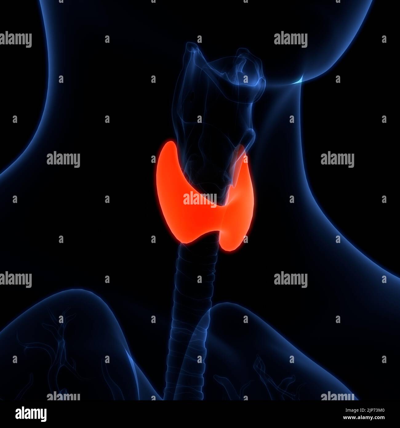 Human Body Glands Thyroid Gland Anatomy Stock Photo Biology Diagrams