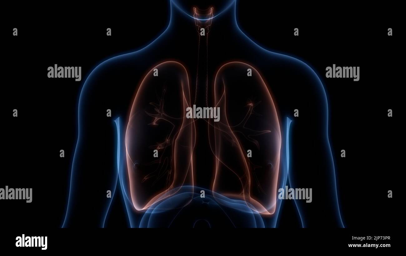 Human Respiratory System Lungs Anatomy Stock Photo - Alamy