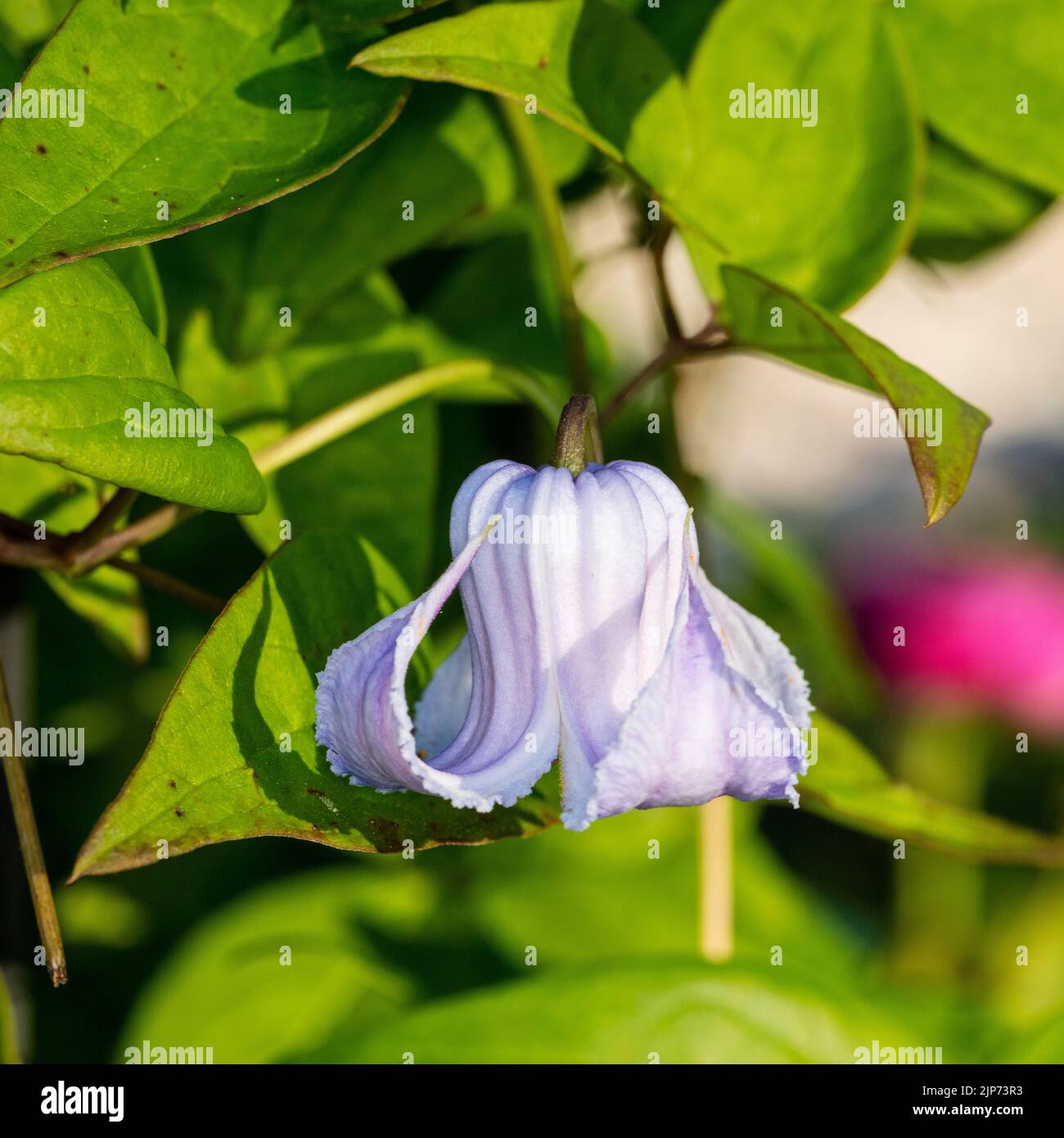 'Crispa Angel' Vasevine, Urnklematis (Clematis viorna) Stock Photo