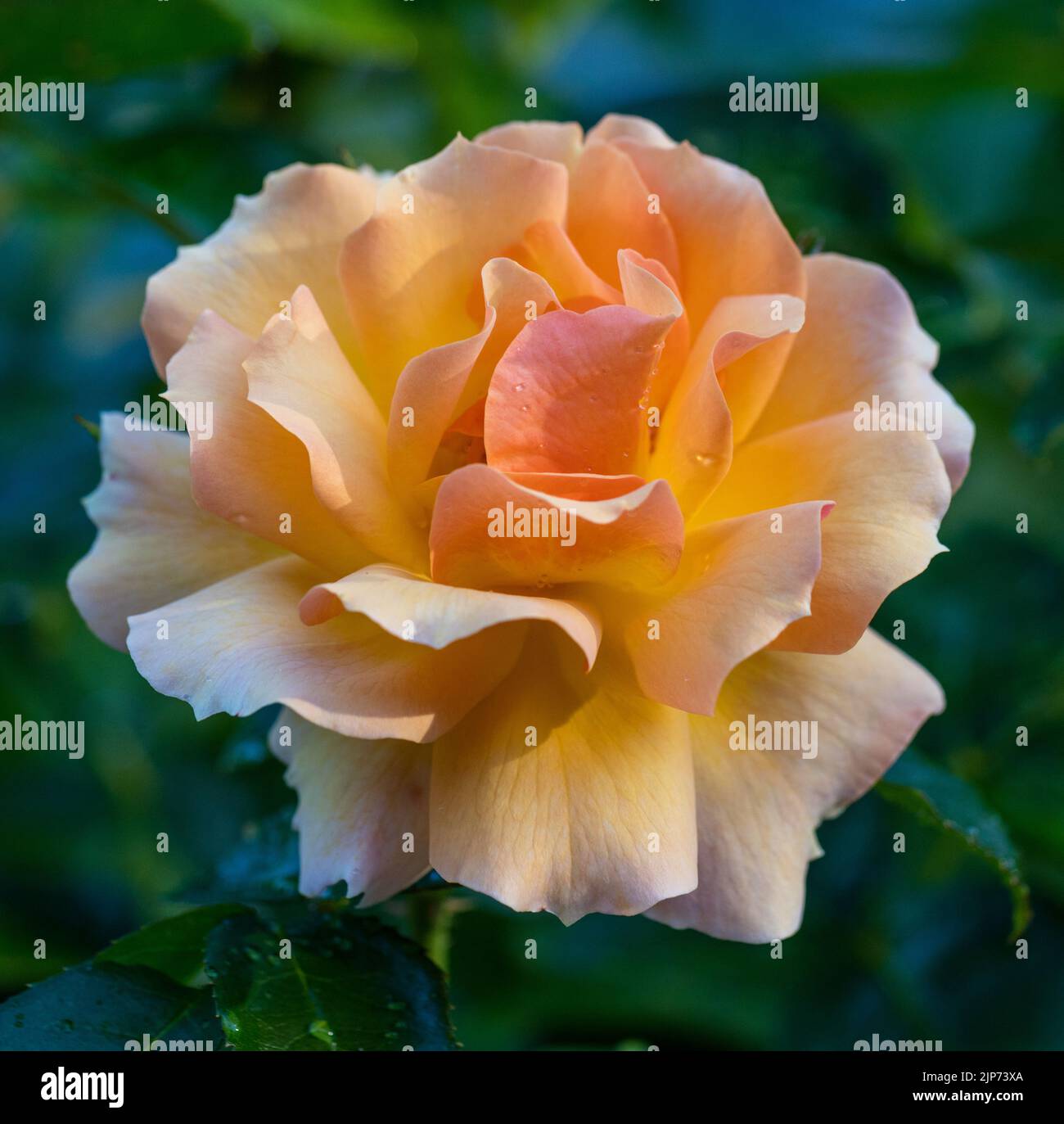 'Hansestadt Rostock, Tan04603, Queen Bee, Mythique, Always Remeber, Elsbeth Meier' Floribunda Rose, Floribundaros (Rosa) Stock Photo