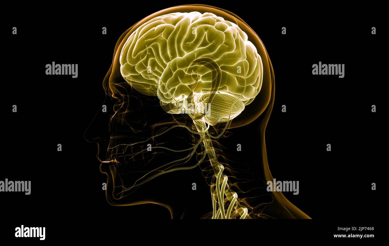 Anatomical Worldwide Ch05 The Human Nervous System La vrogue.co