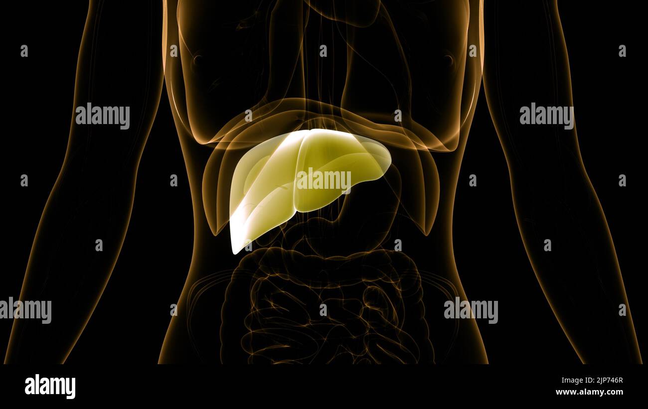 Human Internal Digestive Organ Liver Anatomy Stock Photo - Alamy
