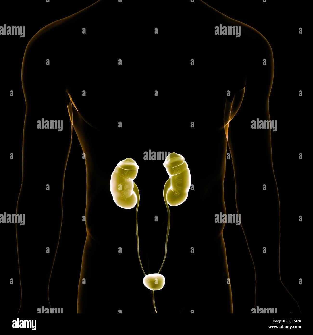 Human Urinary System Kidneys with Bladder Anatomy Stock Photo