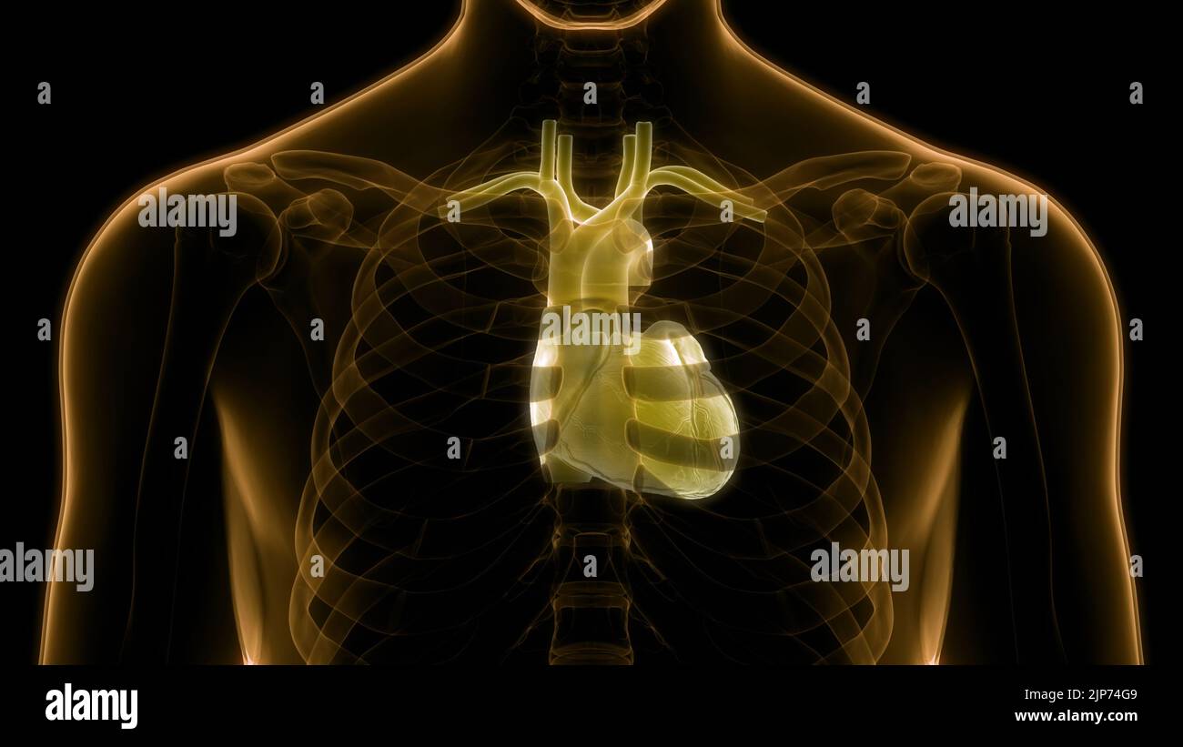 Human Circulatory System Heart Anatomy Stock Photo - Alamy