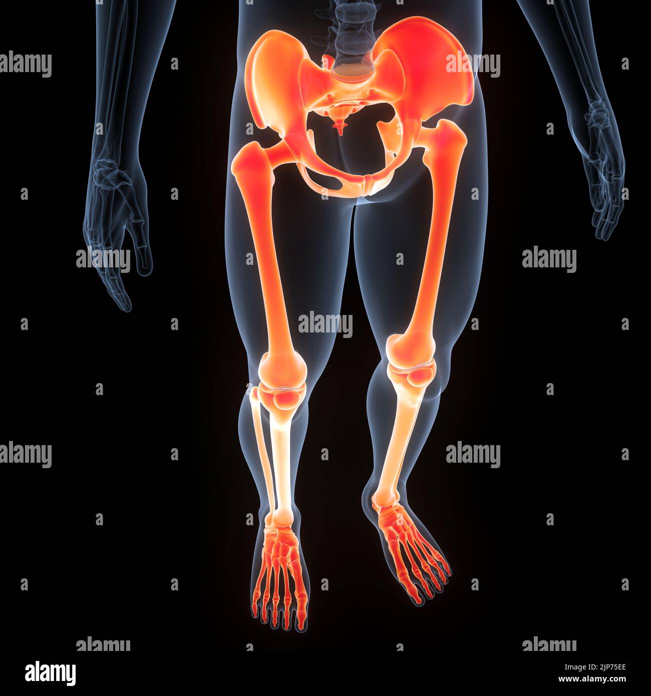 Human Skeleton System Bone Joints Anatomy Stock Photo - Alamy