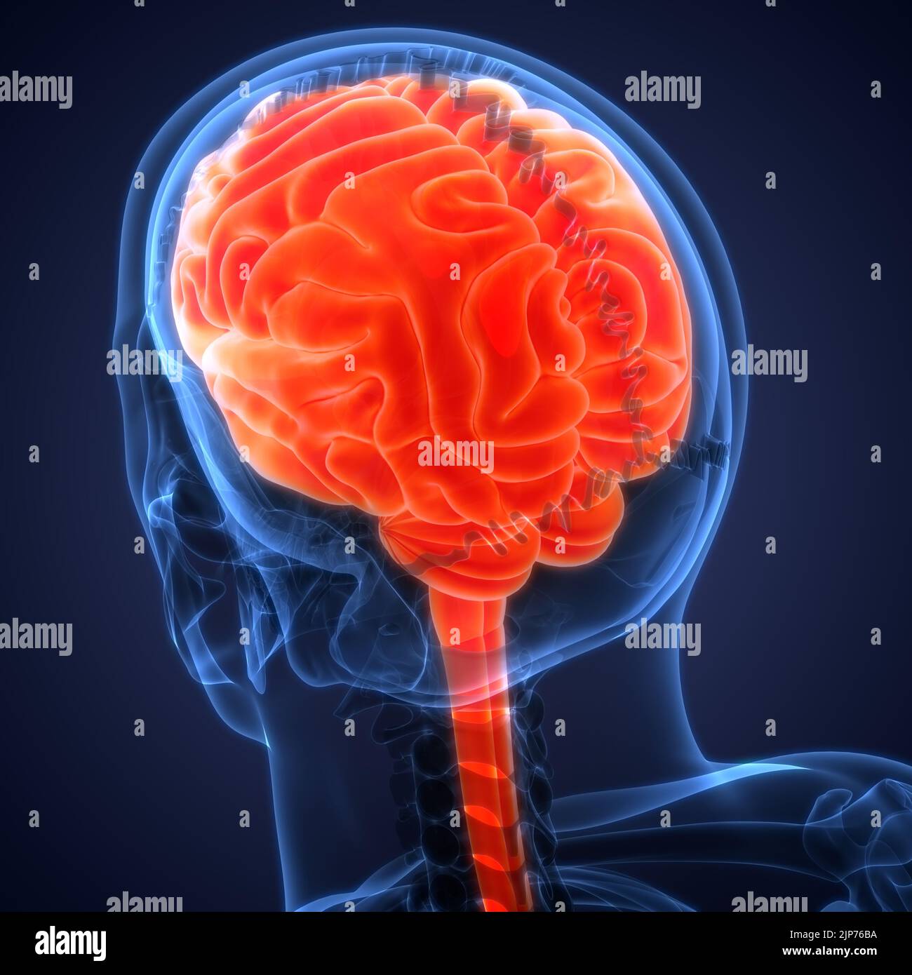 Central Organ of Human Nervous System Brain Anatomy Stock Photo