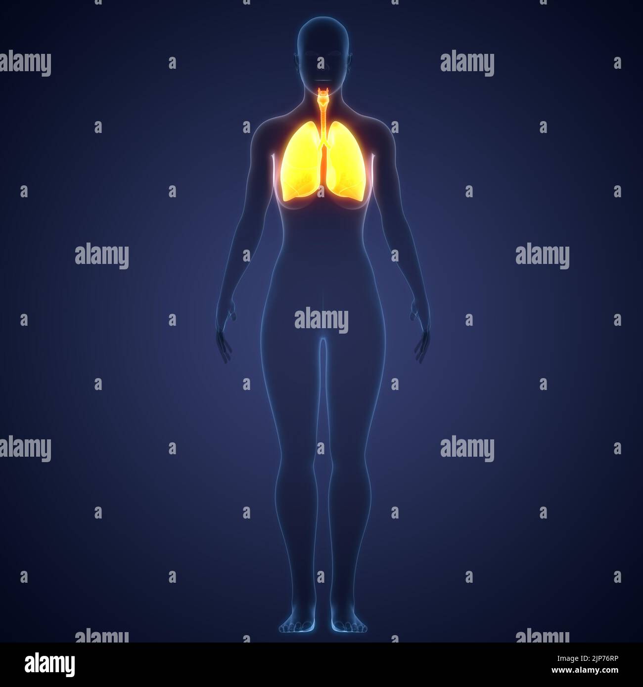 Human Respiratory System Lungs Anatomy Stock Photo - Alamy