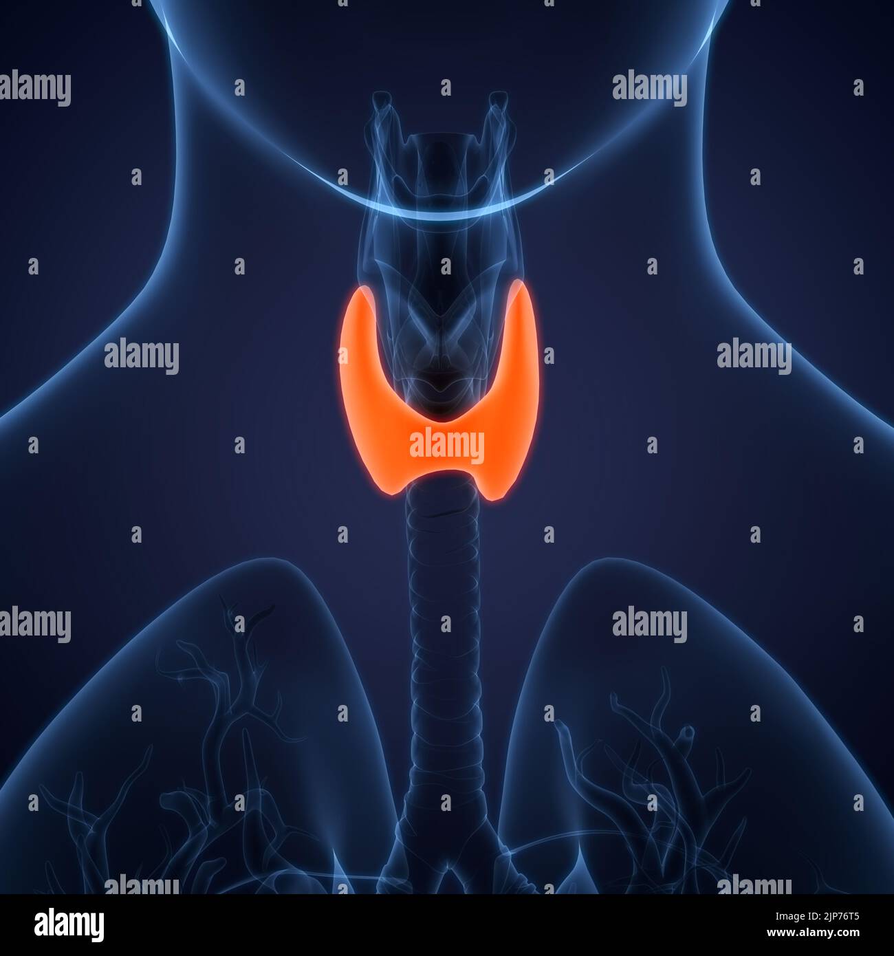 Human Body Glands Thyroid Gland Anatomy Stock Photo Biology Diagrams