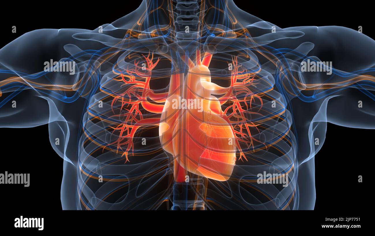 Human Circulatory System Heart Anatomy Stock Photo - Alamy