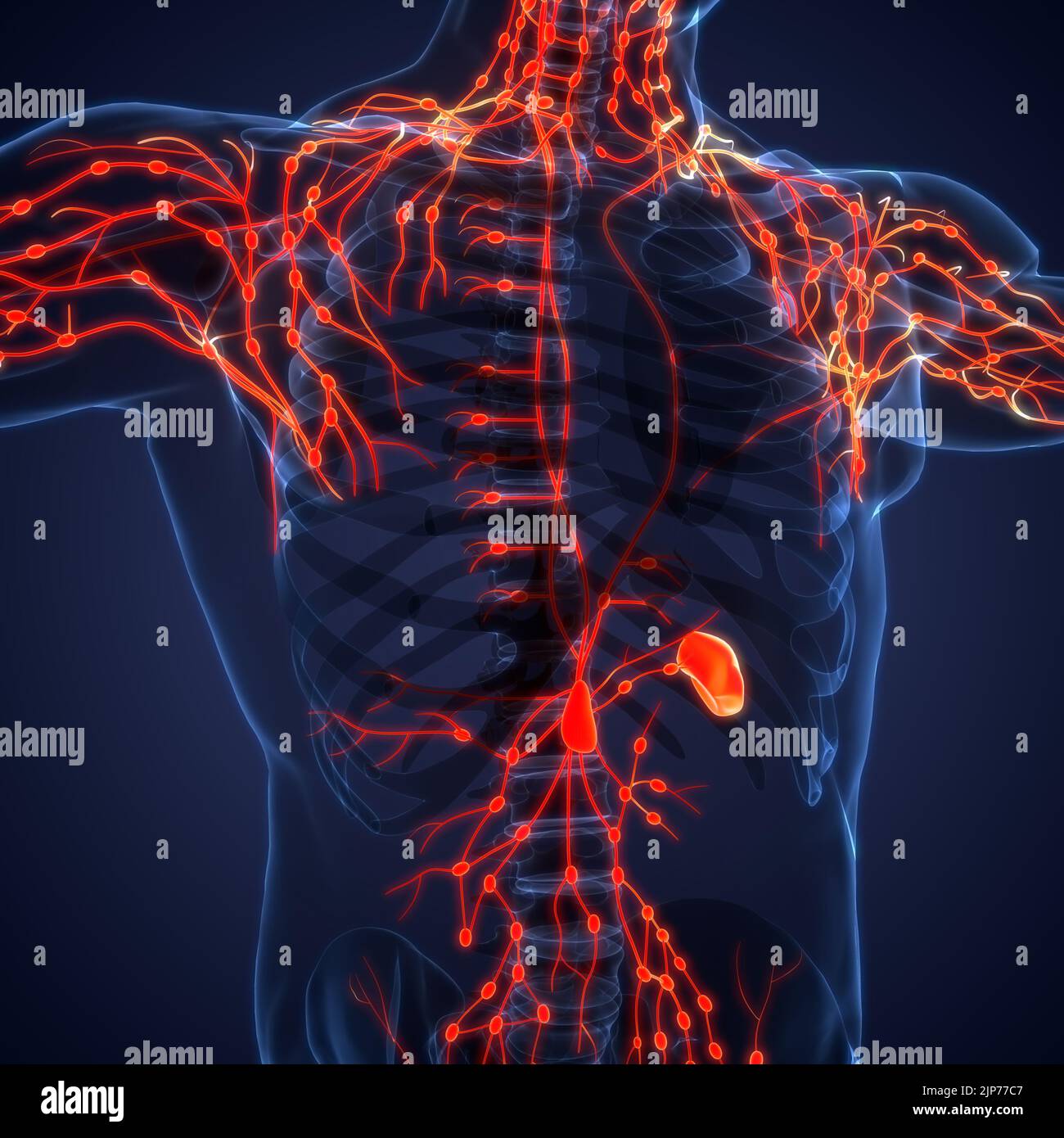 Human Internal System Lymph Nodes Anatomy Stock Photo