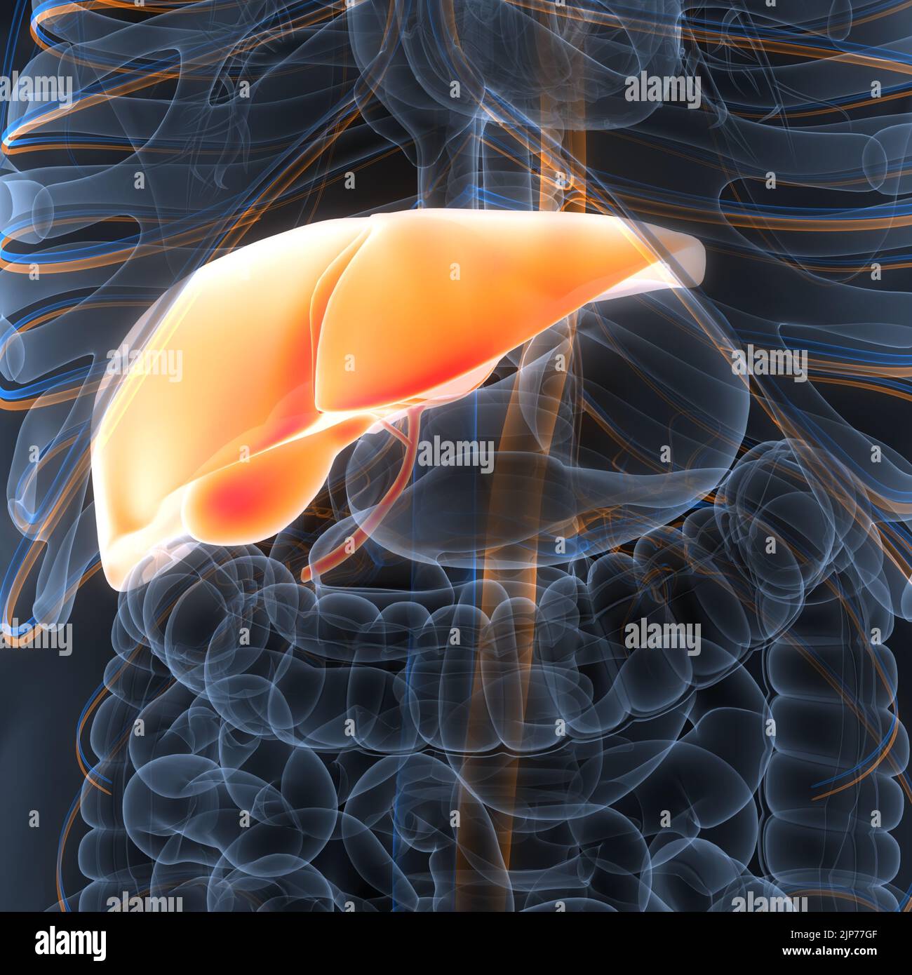 Human Internal Digestive Organ Liver Anatomy Stock Photo - Alamy
