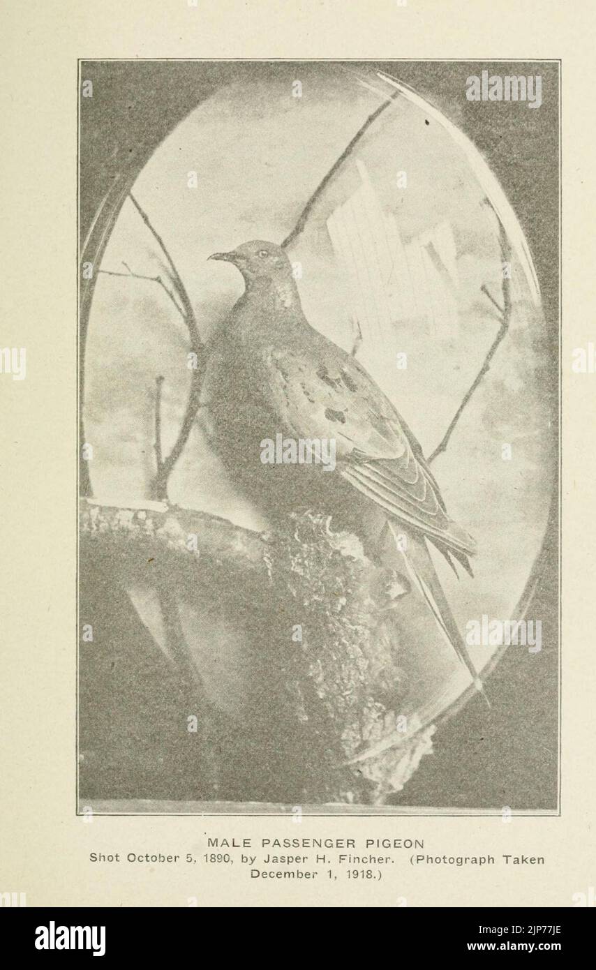 The passenger pigeon in Pennsylvania Stock Photo Alamy