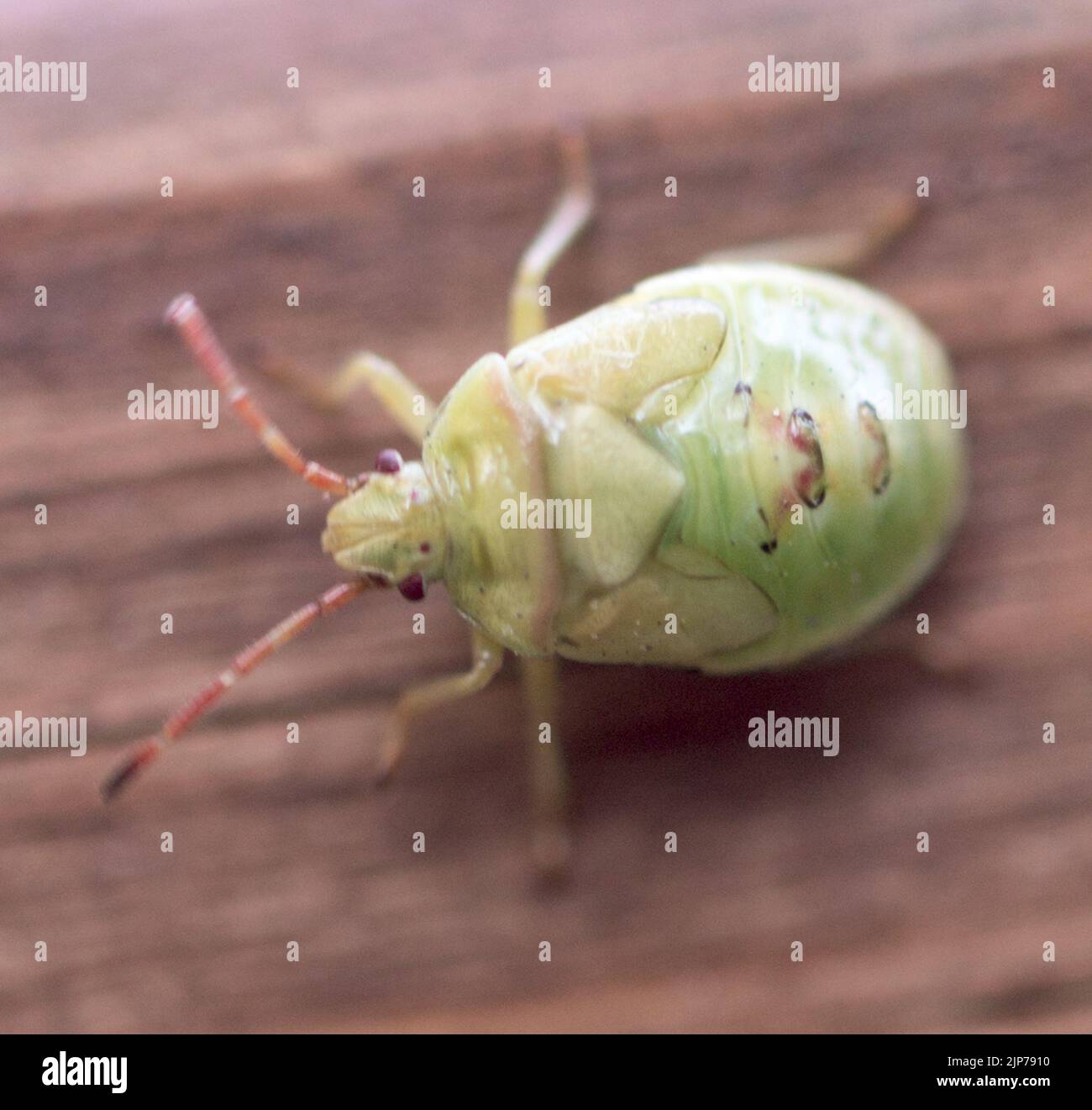 Close up shot of garden green bug Stock Photo