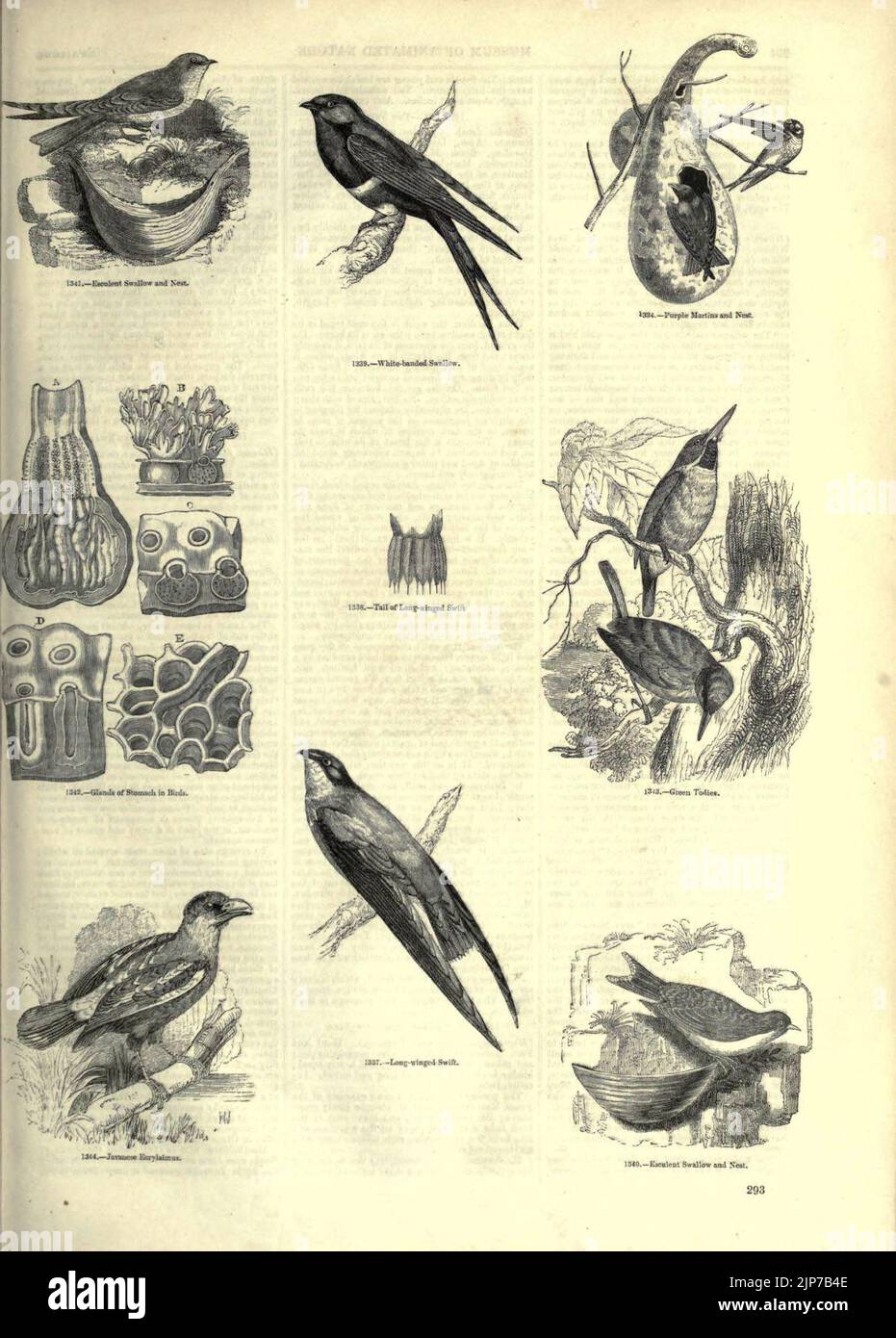 The pictorial museum of animated nature (Page 293) Stock Photo