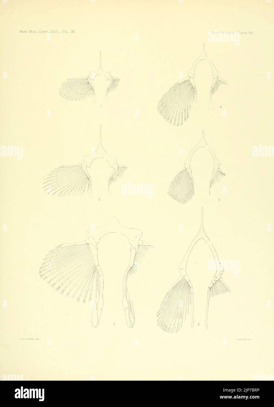 The Plagiostomia (Plate 54) (6001275249) Stock Photo