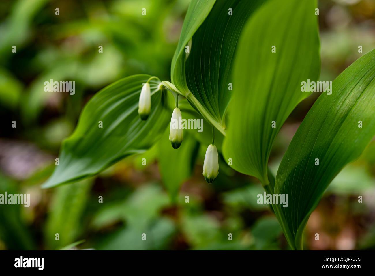 Polygonatum multiflorum flower growing in meadow, close up shoot Stock Photo