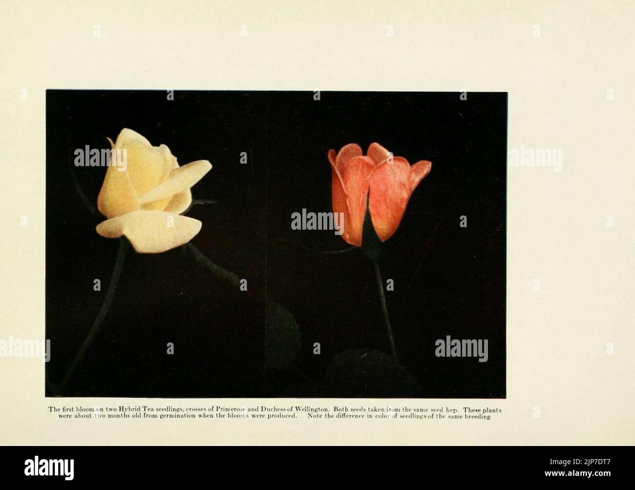 The practical book of outdoor rose growing for the home garden ...