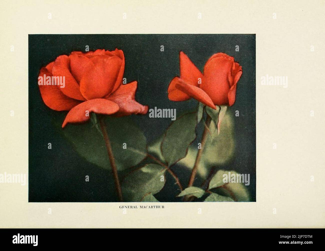 The practical book of outdoor rose growing for the home garden ...