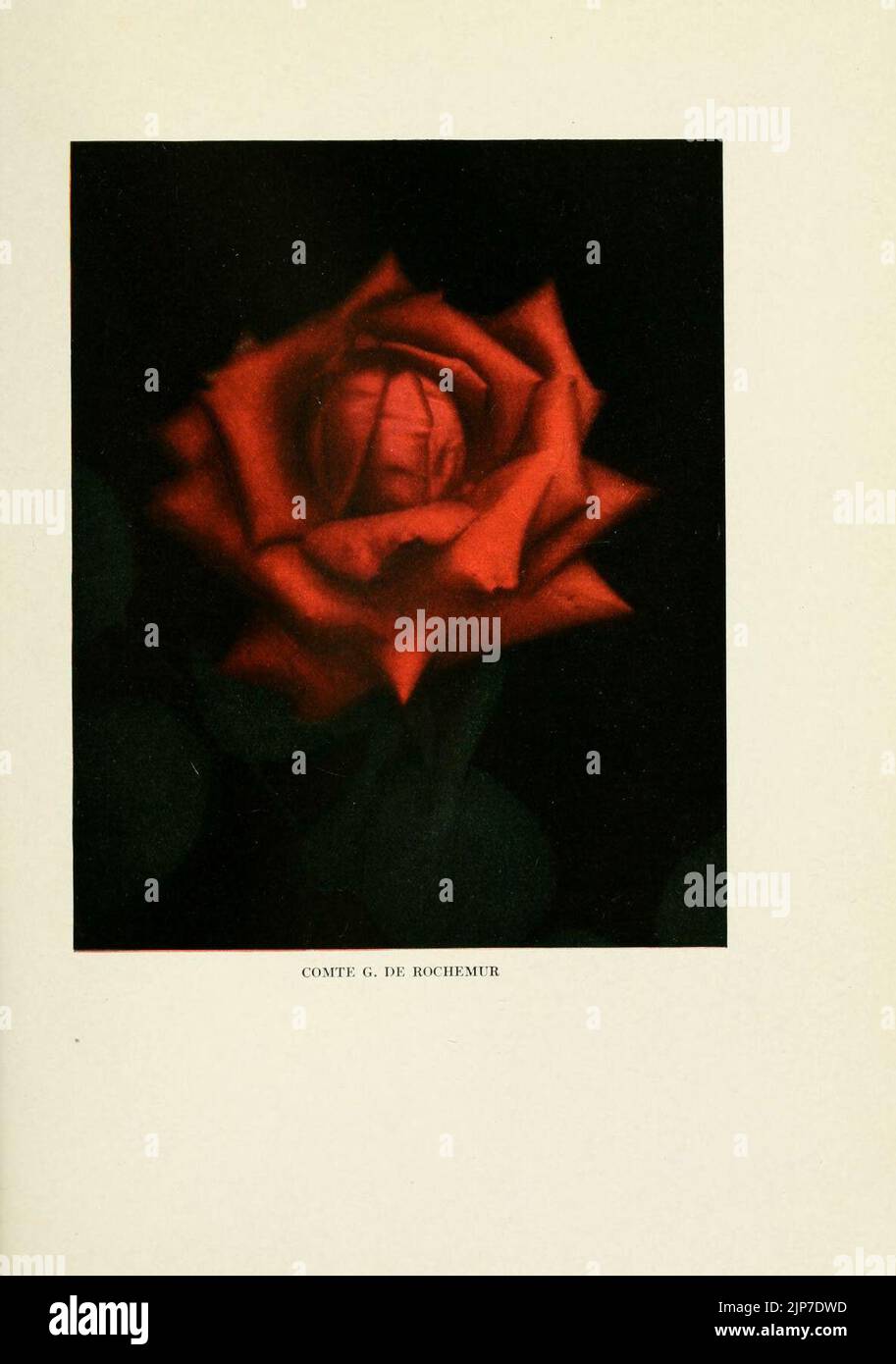 The practical book of outdoor rose growing for the home garden ...