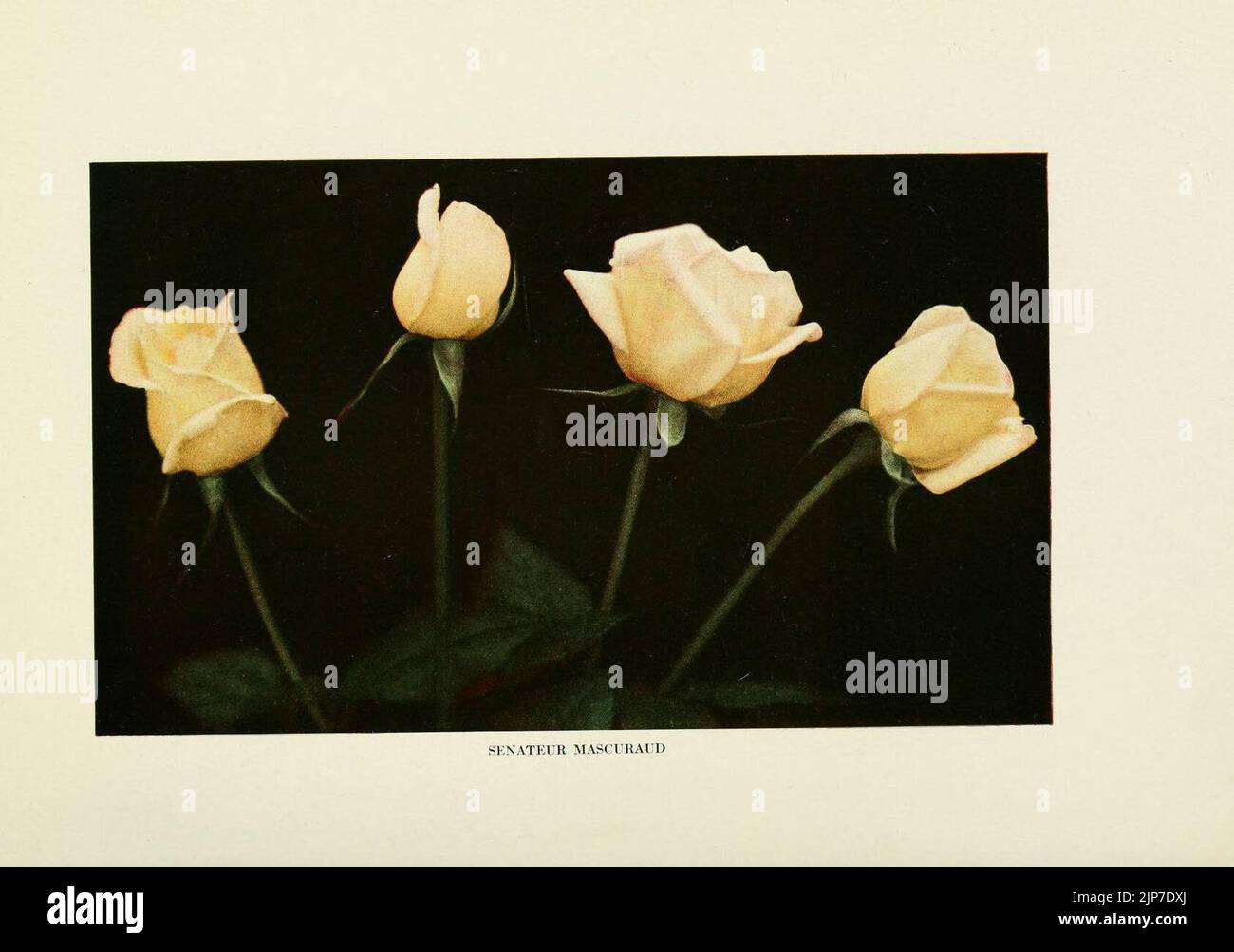 The practical book of outdoor rose growing for the home garden ...