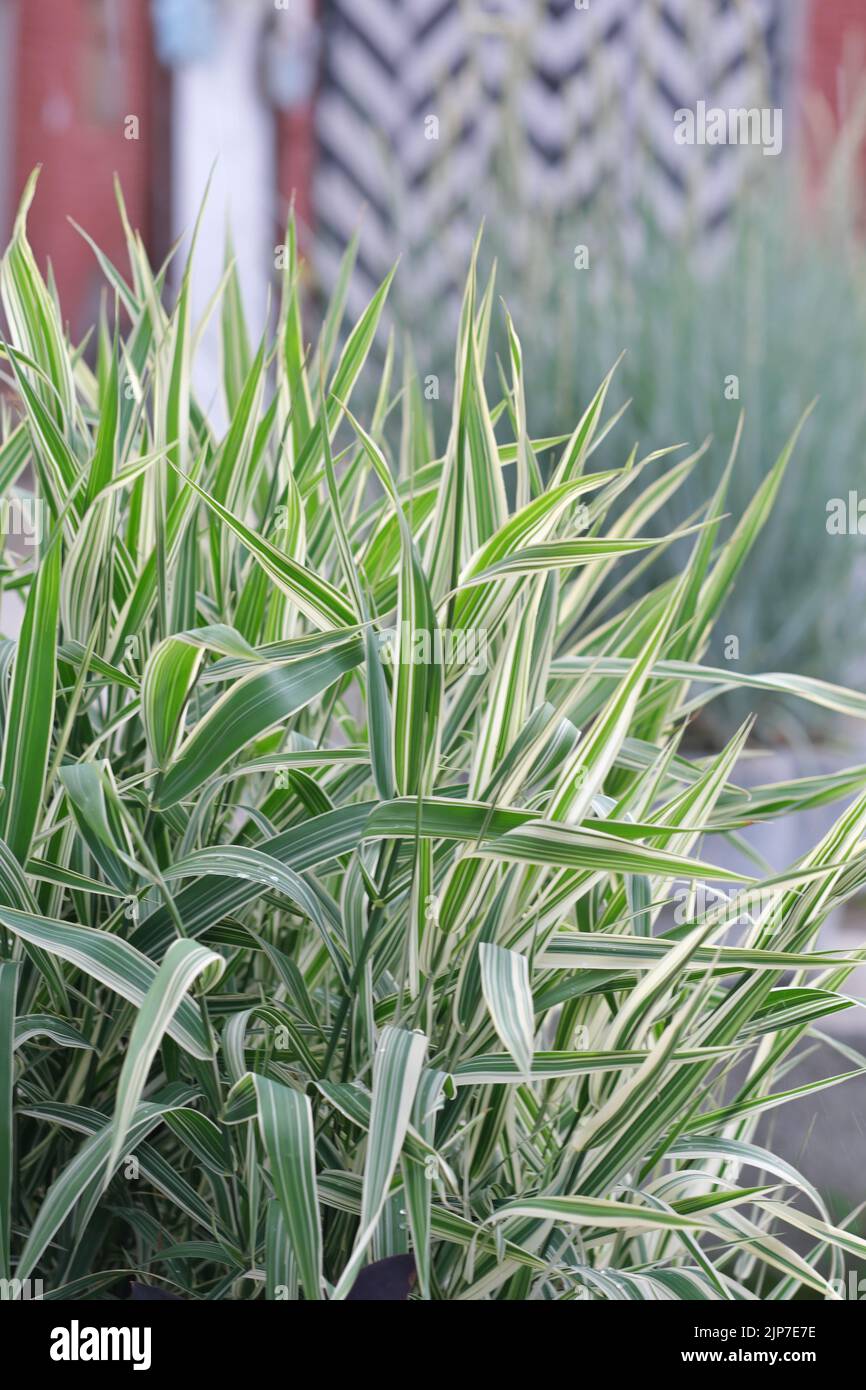 Green grass fresh potted hi-res stock photography and images - Alamy