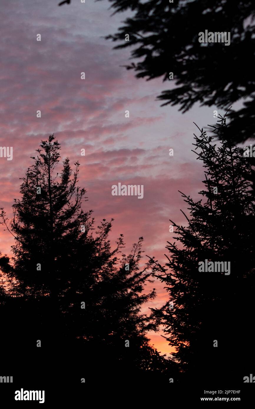 The vertical view of the tree silhouettes under the pink cloudy sunset ...