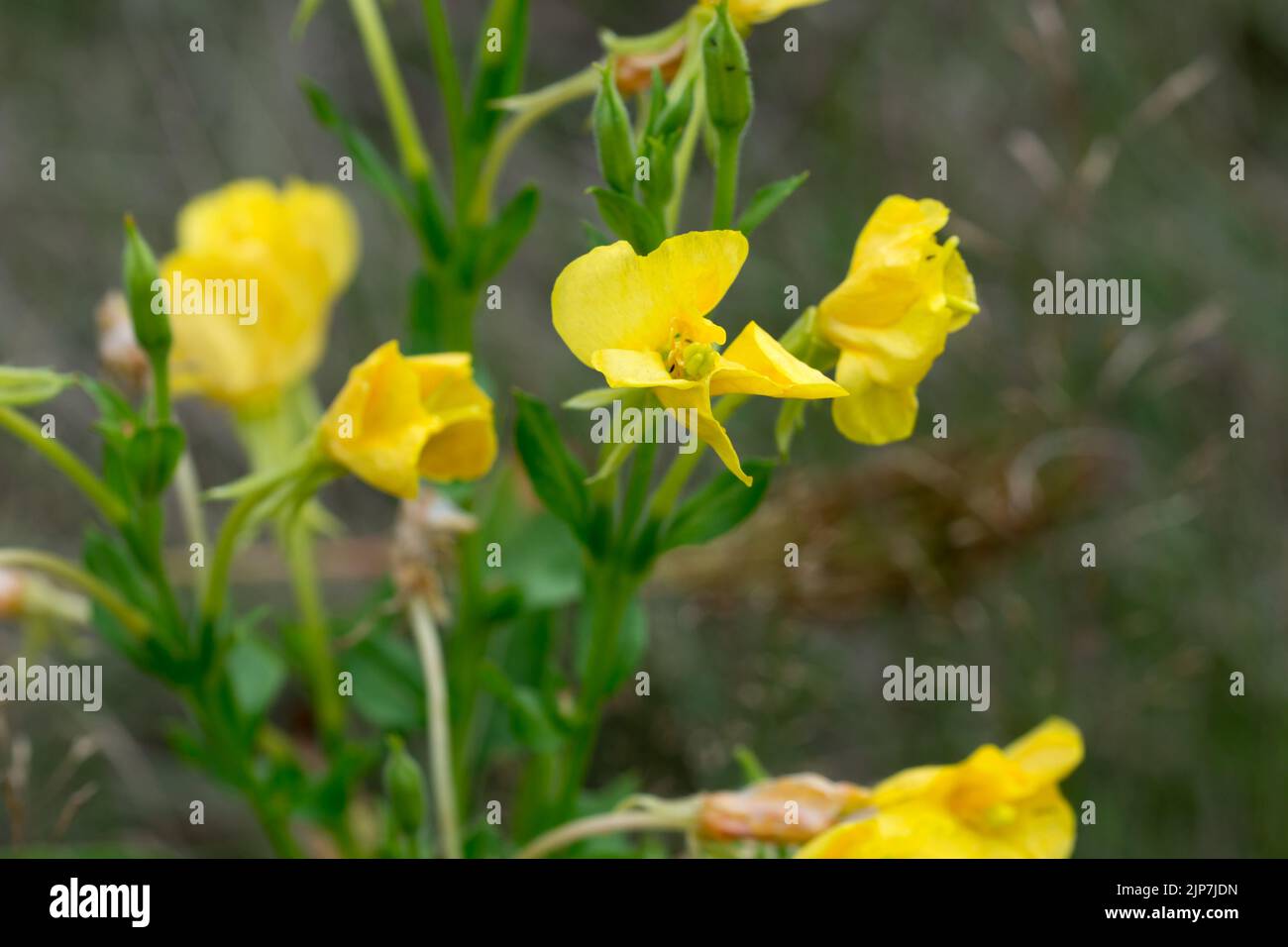 Oenothera biennis, common evening-primrose yellow  flowers closeup selective focus Stock Photo