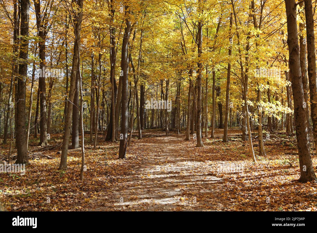 November forest - Glen Helen Nature Preserve, Ohio Stock Photo