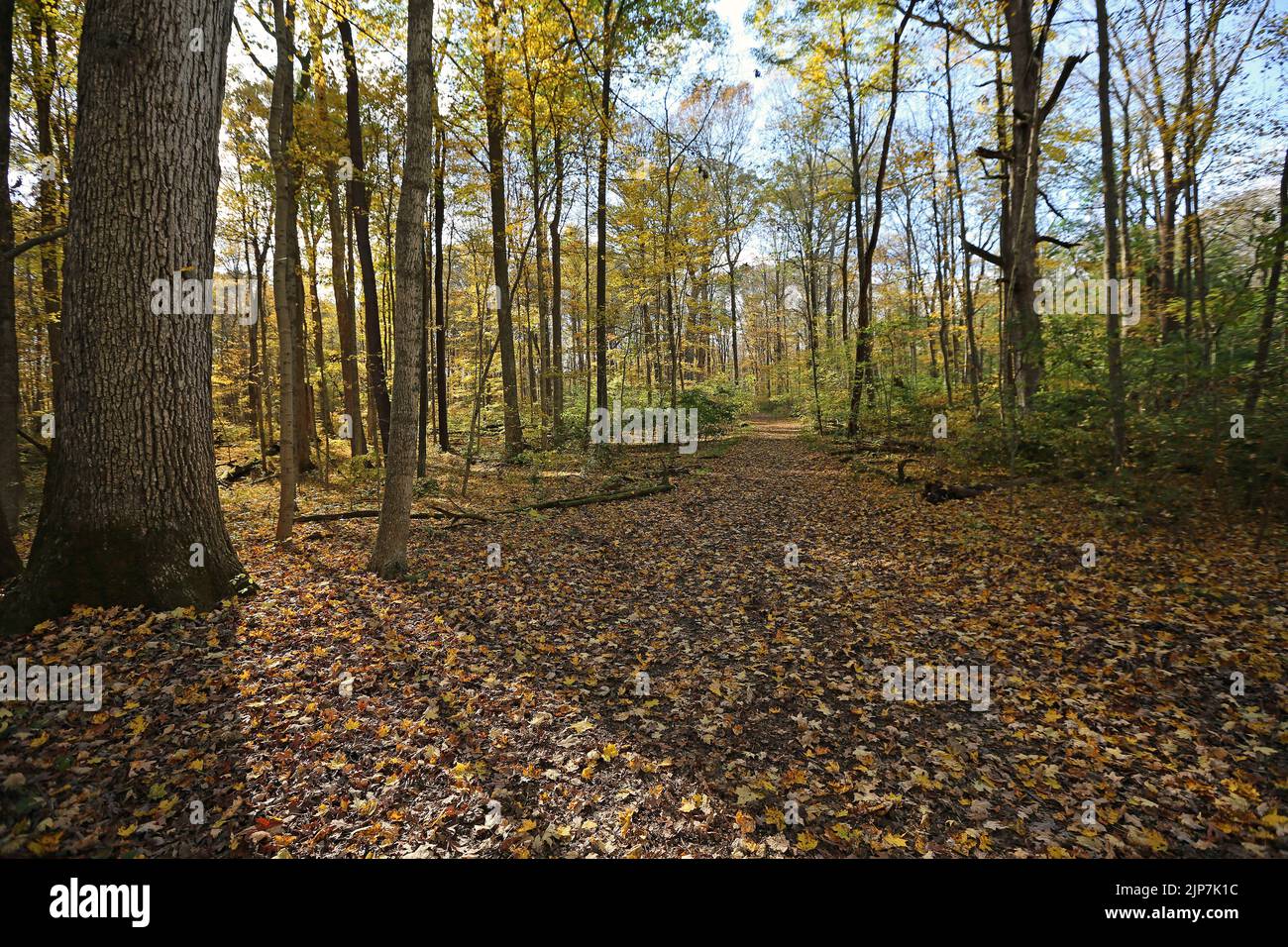 The tree and the trail in forest - Glen Helen Nature Preserve, Ohio Stock Photo