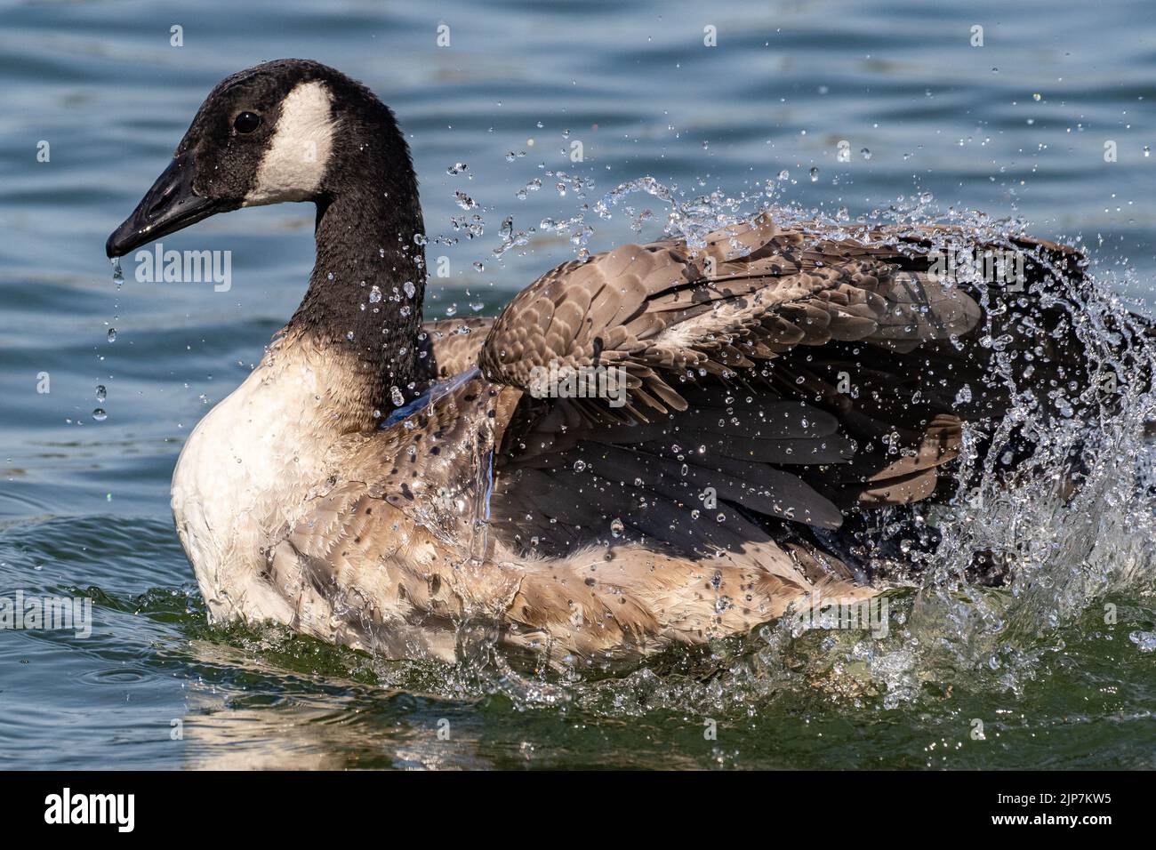 Cooling off, a duck in the summer heat campestre.al.gov.br