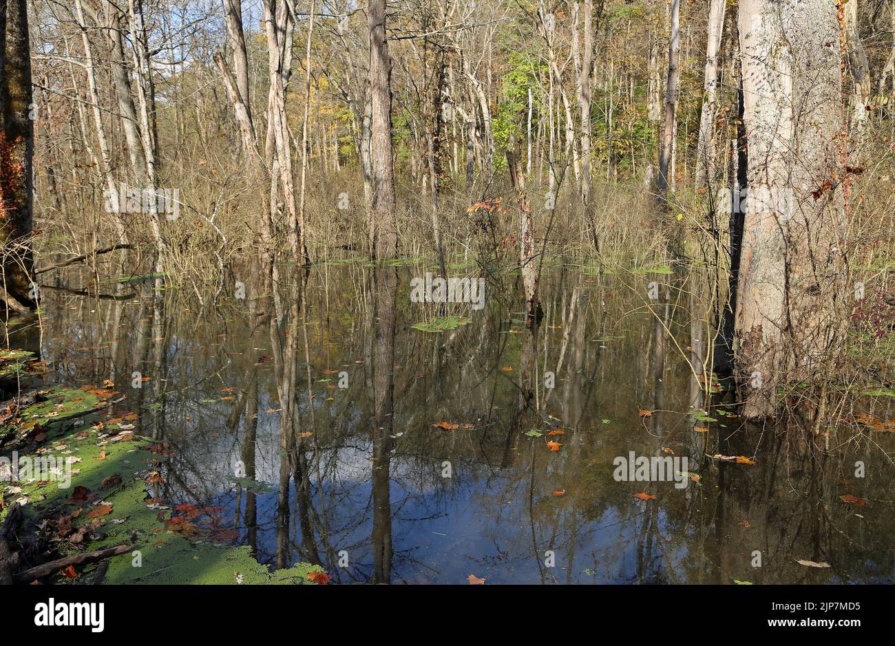 The swamp in Glen Helen Nature Preserve, Ohio Stock Photo