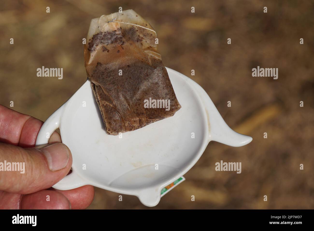 Holding a white, tea bag holder, which is shaped like a teapot with a used, wet tea bag for the compost. Close-up. Dutch garden, summer Stock Photo