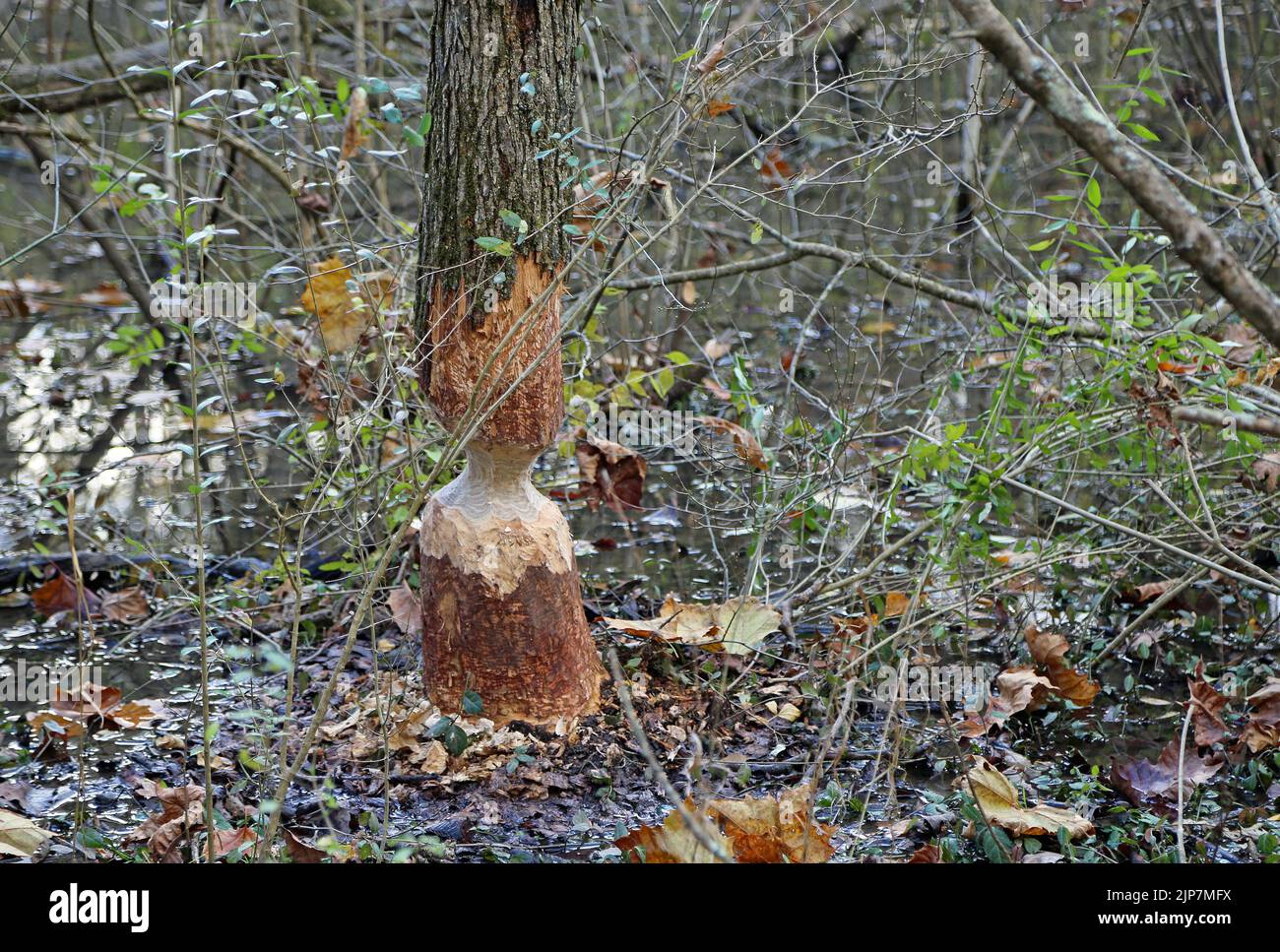 Tree stem gnawed by beaver, Ohio Stock Photo